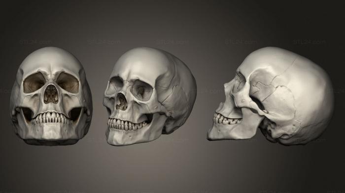 Анатомия скелеты и черепа (Череп, ANTM_1632) 3D модель для ЧПУ станка