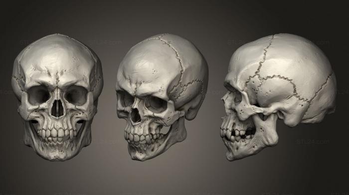 Anatomy of skeletons and skulls (Skull armians, ANTM_1635) 3D models for cnc