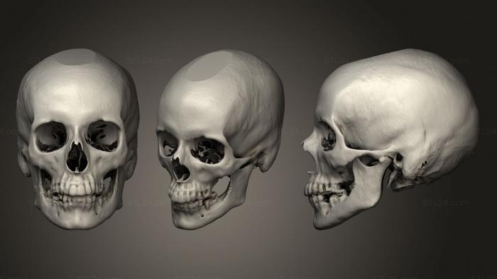 Анатомия скелеты и черепа (Череп Женский 55лет бежевый, ANTM_1639) 3D модель для ЧПУ станка