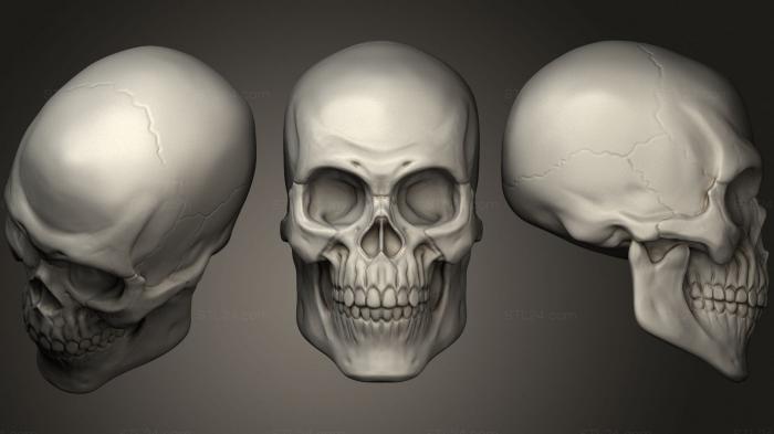 Anatomy of skeletons and skulls (Skull head zbrush course, ANTM_1640) 3D models for cnc