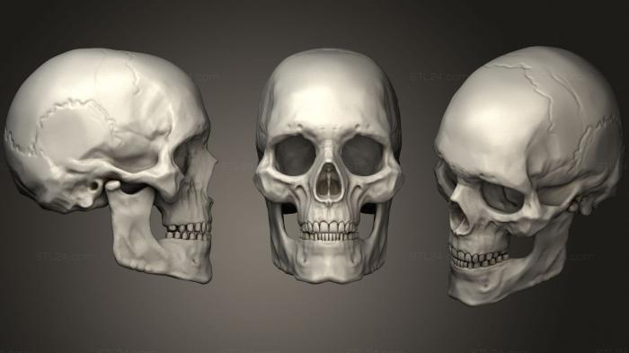 Анатомия скелеты и черепа (Череп Взрослого Мужчины Человека 2 2, ANTM_1641) 3D модель для ЧПУ станка