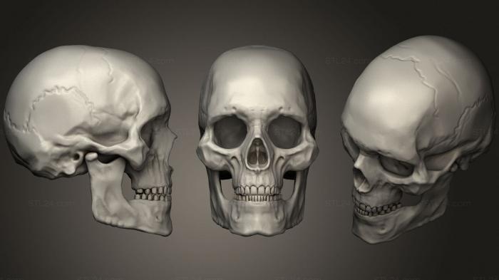 Skull Human Adult Male 2