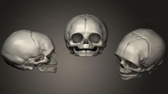 Анатомия скелеты и черепа (Череп Человеческого Младенца 2 2, ANTM_1643) 3D модель для ЧПУ станка