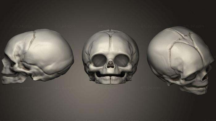 Skull Human Infant 2