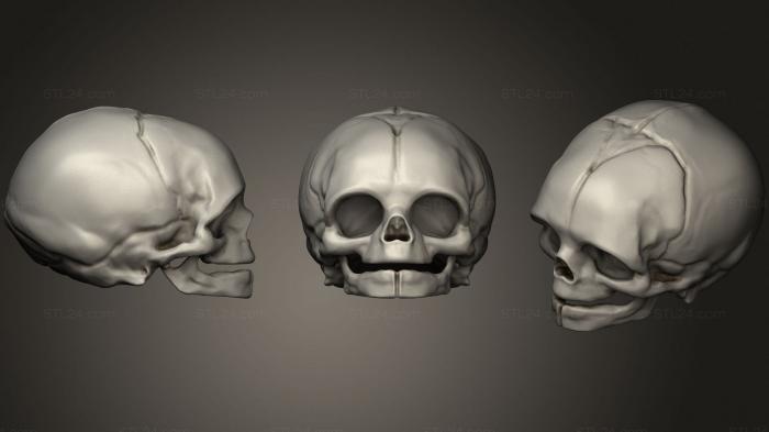 Anatomy of skeletons and skulls (Skull Human Infant, ANTM_1645) 3D models for cnc