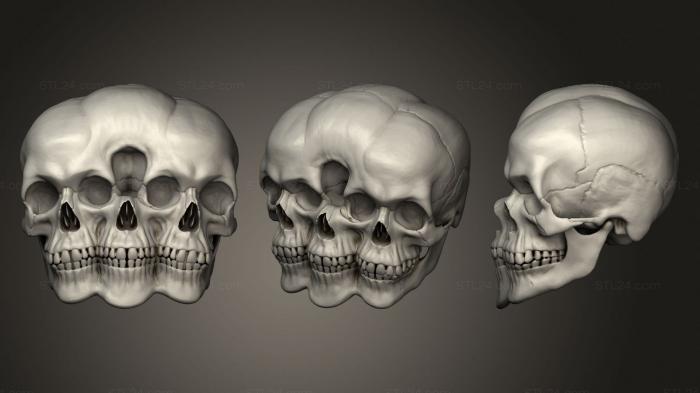 Анатомия скелеты и черепа (Украшение в виде черепа, ANTM_1653) 3D модель для ЧПУ станка