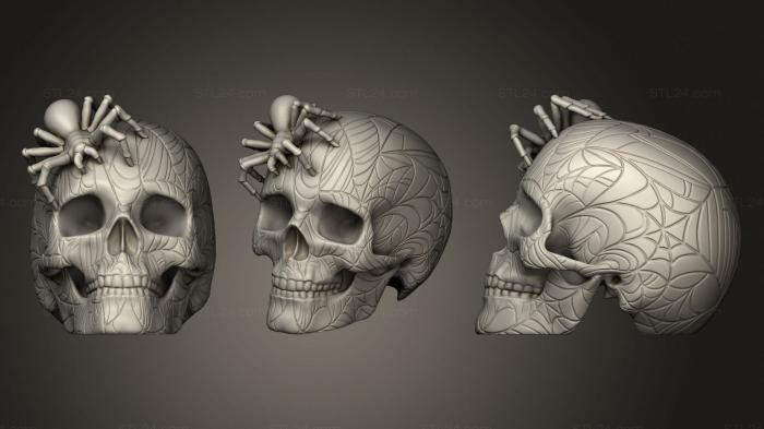 Анатомия скелеты и черепа (Череп Паука, ANTM_1668) 3D модель для ЧПУ станка