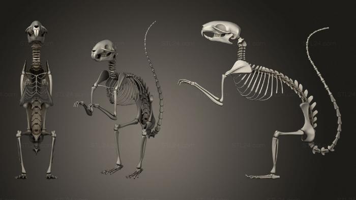 Anatomy of skeletons and skulls (Squirrel Skeleton, ANTM_1671) 3D models for cnc