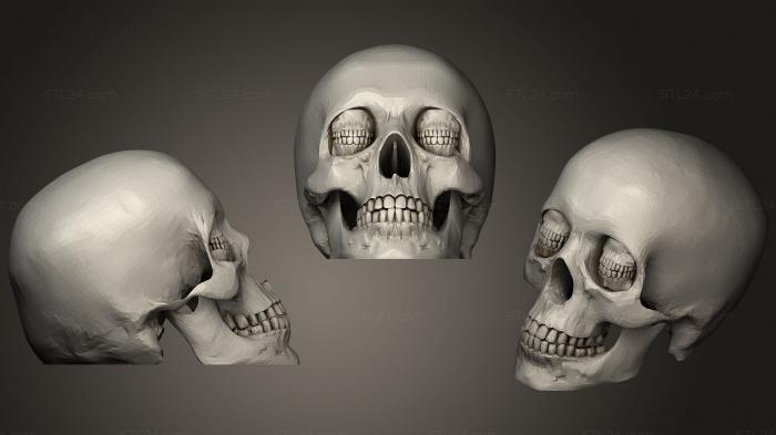 Анатомия скелеты и черепа (Коринфский Череп, ANTM_1689) 3D модель для ЧПУ станка