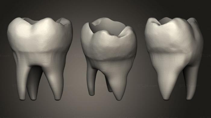 Anatomy of skeletons and skulls (Tooth vase, ANTM_1695) 3D models for cnc