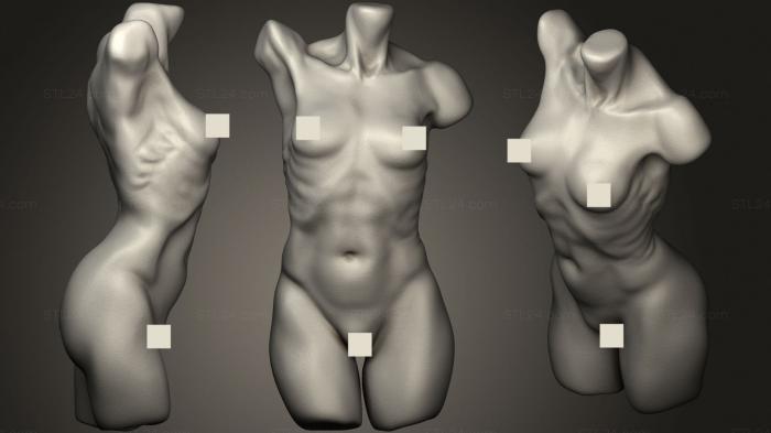 Anatomy of skeletons and skulls (Torso female after Phil Faraut, ANTM_1698) 3D models for cnc