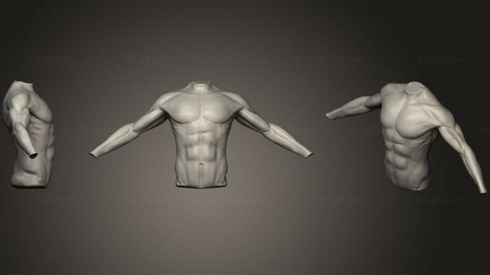 Анатомия скелеты и черепа (Лепка туловища с руками, ANTM_1700) 3D модель для ЧПУ станка