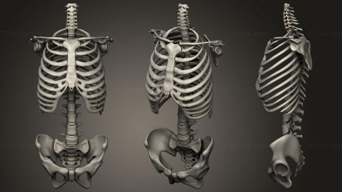 Anatomy of skeletons and skulls (Torso skeleton Skeletal System, ANTM_1701) 3D models for cnc