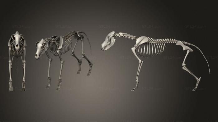 Anatomy of skeletons and skulls (Wolf Skeleton, ANTM_1707) 3D models for cnc