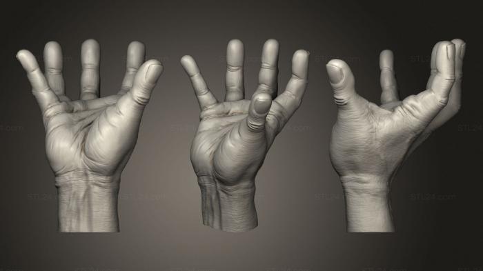 Anatomy of skeletons and skulls (Addams Family Thing hand, ANTM_1714) 3D models for cnc