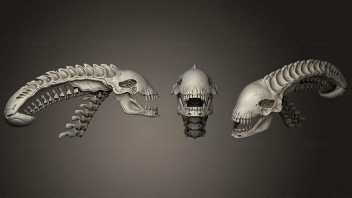 Anatomy of skeletons and skulls (Alien Skull, ANTM_1716) 3D models for cnc