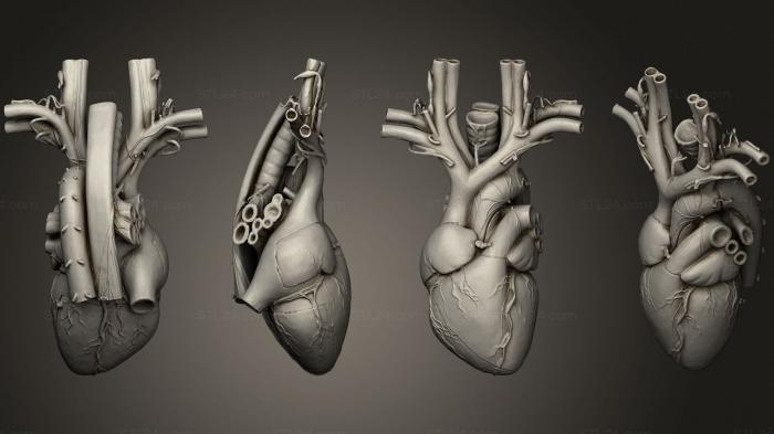 Анатомия скелеты и черепа (Анатомическое Сердце, ANTM_1717) 3D модель для ЧПУ станка