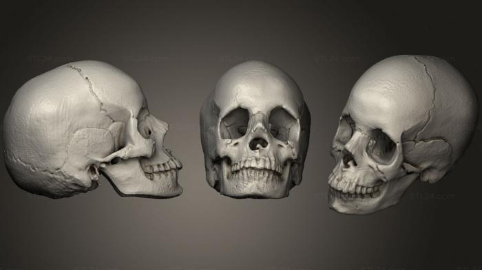 Anatomy of skeletons and skulls (Anatomical skull, ANTM_1718) 3D models for cnc