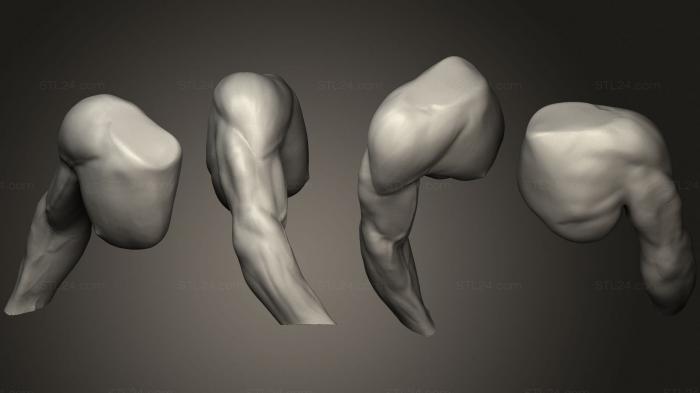 Анатомия скелеты и черепа (Анатомия Руки 2, ANTM_1719) 3D модель для ЧПУ станка