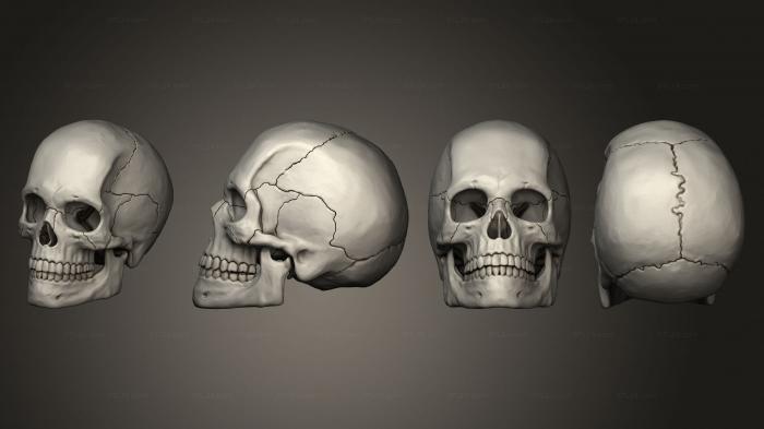 Anatomy of skeletons and skulls (Scull 01, ANTM_1760) 3D models for cnc