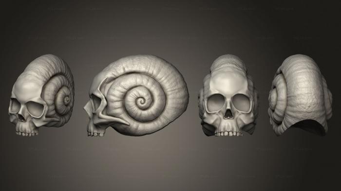 Anatomy of skeletons and skulls (Skull Snail body 001, ANTM_1766) 3D models for cnc