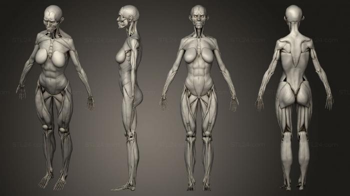 Anatomy of skeletons and skulls (woman, ANTM_1780) 3D models for cnc