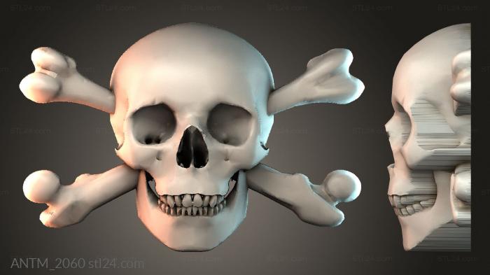Anatomy of skeletons and skulls (ANTM_2060) 3D models for cnc