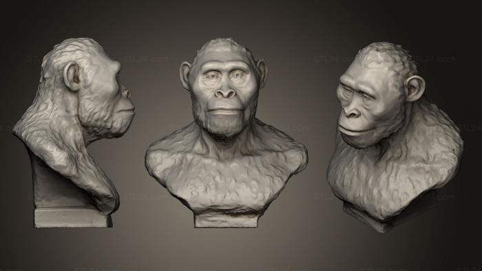 Busts and heads antique and historical (Australopithecus afarensis, BUSTA_0325) 3D models for cnc