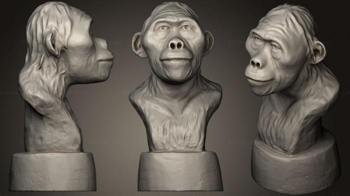 Busts and heads antique and historical (Australopithecus Lucy 3, BUSTA_0326) 3D models for cnc