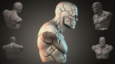 Fantasy busts Bust of a muscular man 3d model
