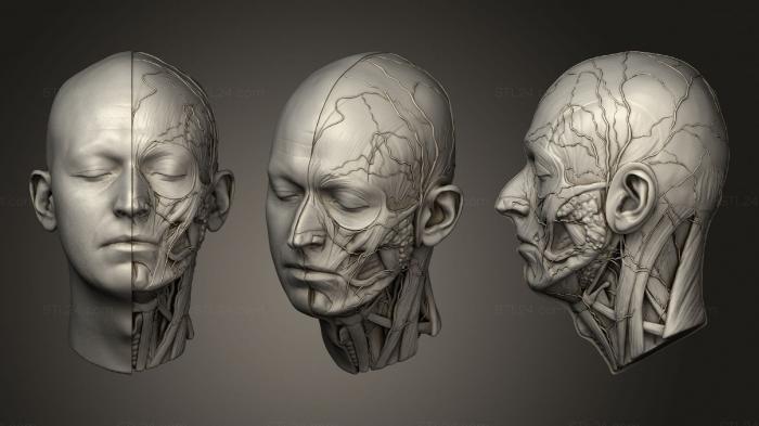 Бюсты монстры и герои (МАРТИН НИКОЛОВ, Голова ECORCHE, BUSTH_1489) 3D модель для ЧПУ станка