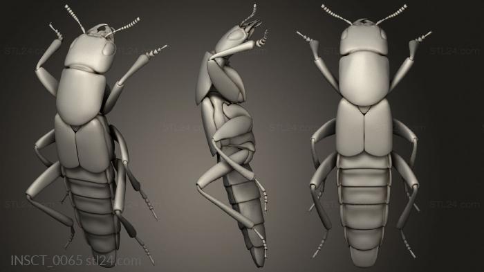 Insects (insects beetle, INSCT_0065) 3D models for cnc