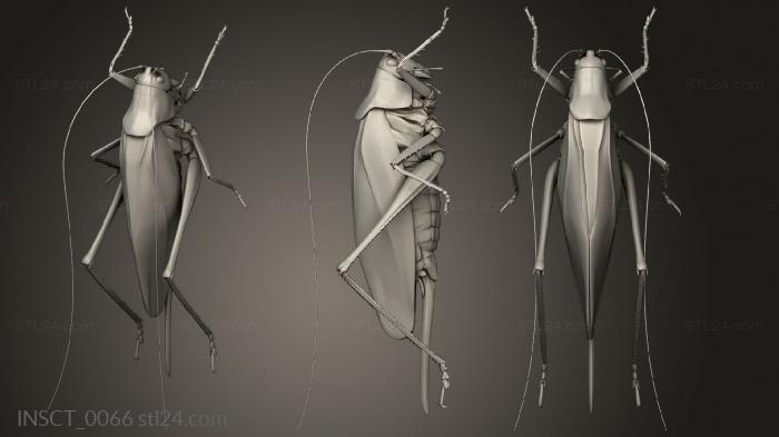 Insects (insects beetle, INSCT_0066) 3D models for cnc