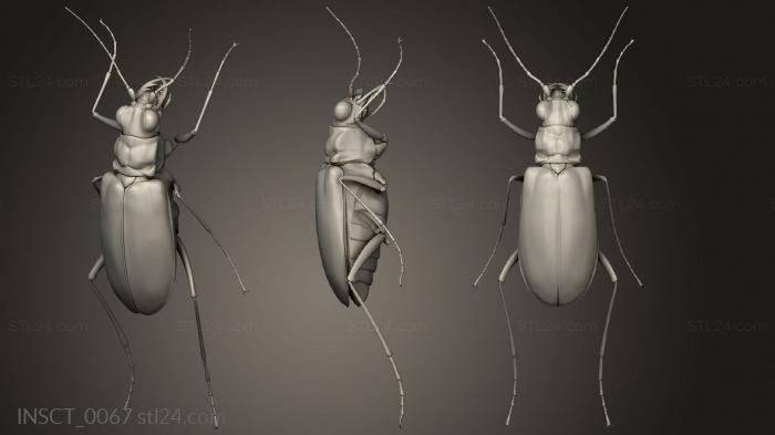 Insects (insects beetle, INSCT_0067) 3D models for cnc