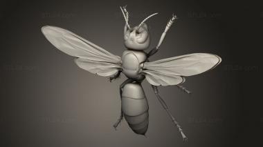 Insects (insects beetle, INSCT_0068) 3D models for cnc