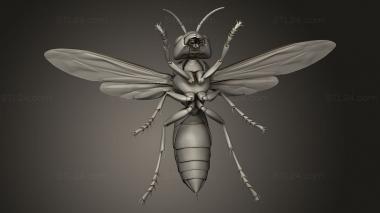 Insects (insects beetle, INSCT_0068) 3D models for cnc