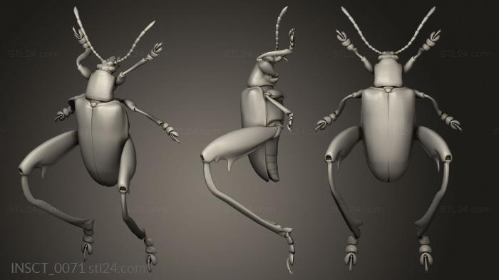 Insects (insects beetle, INSCT_0071) 3D models for cnc
