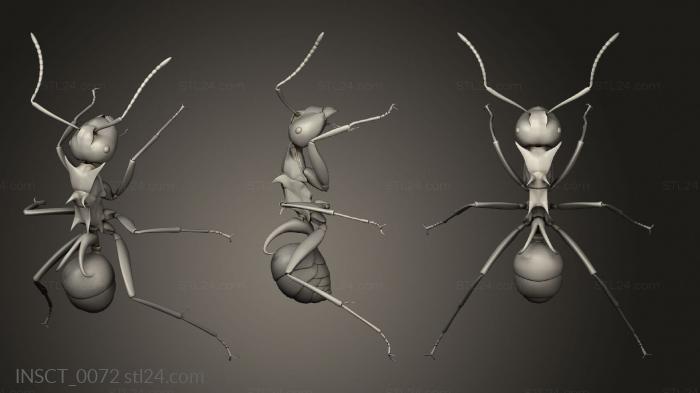 Insects (insects beetle, INSCT_0072) 3D models for cnc