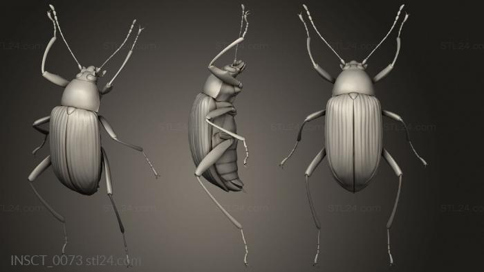 Insects (insects beetle, INSCT_0073) 3D models for cnc