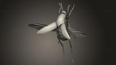 Insects (insects beetle, INSCT_0074) 3D models for cnc