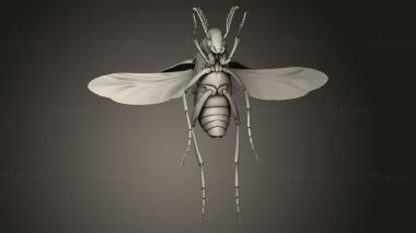 Insects (insects beetle, INSCT_0074) 3D models for cnc