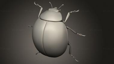 Insects (insects beetle, INSCT_0075) 3D models for cnc