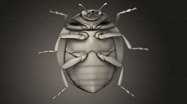 Insects (insects beetle, INSCT_0075) 3D models for cnc