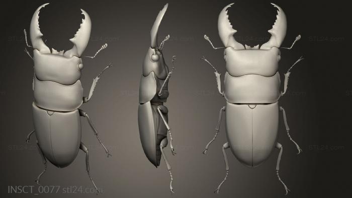 Insects (insects beetle, INSCT_0077) 3D models for cnc