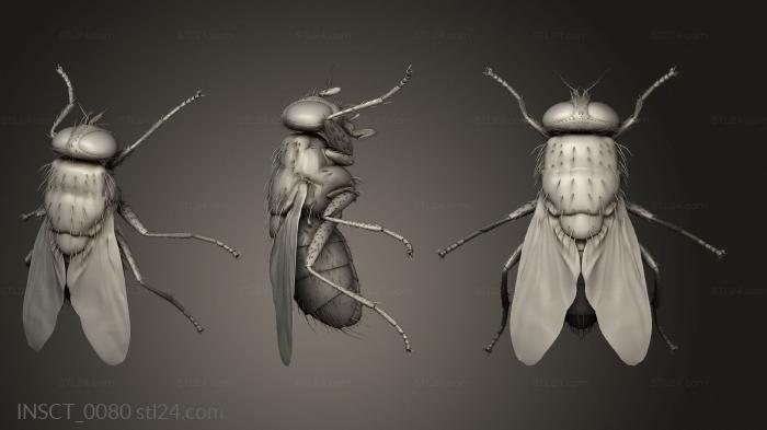 Insects (insects beetle, INSCT_0080) 3D models for cnc
