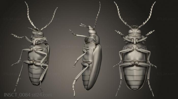 Insects (insects beetle, INSCT_0084) 3D models for cnc