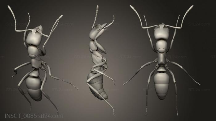 Insects (insects beetle, INSCT_0085) 3D models for cnc