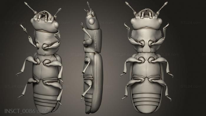 Insects (insects beetle, INSCT_0086) 3D models for cnc