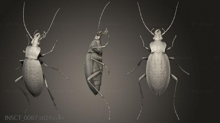 Insects (insects beetle, INSCT_0087) 3D models for cnc
