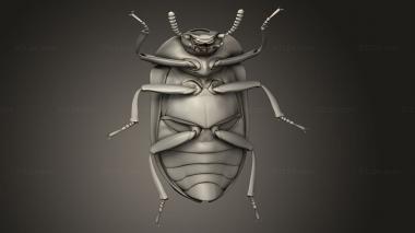 Insects (insects beetle, INSCT_0088) 3D models for cnc